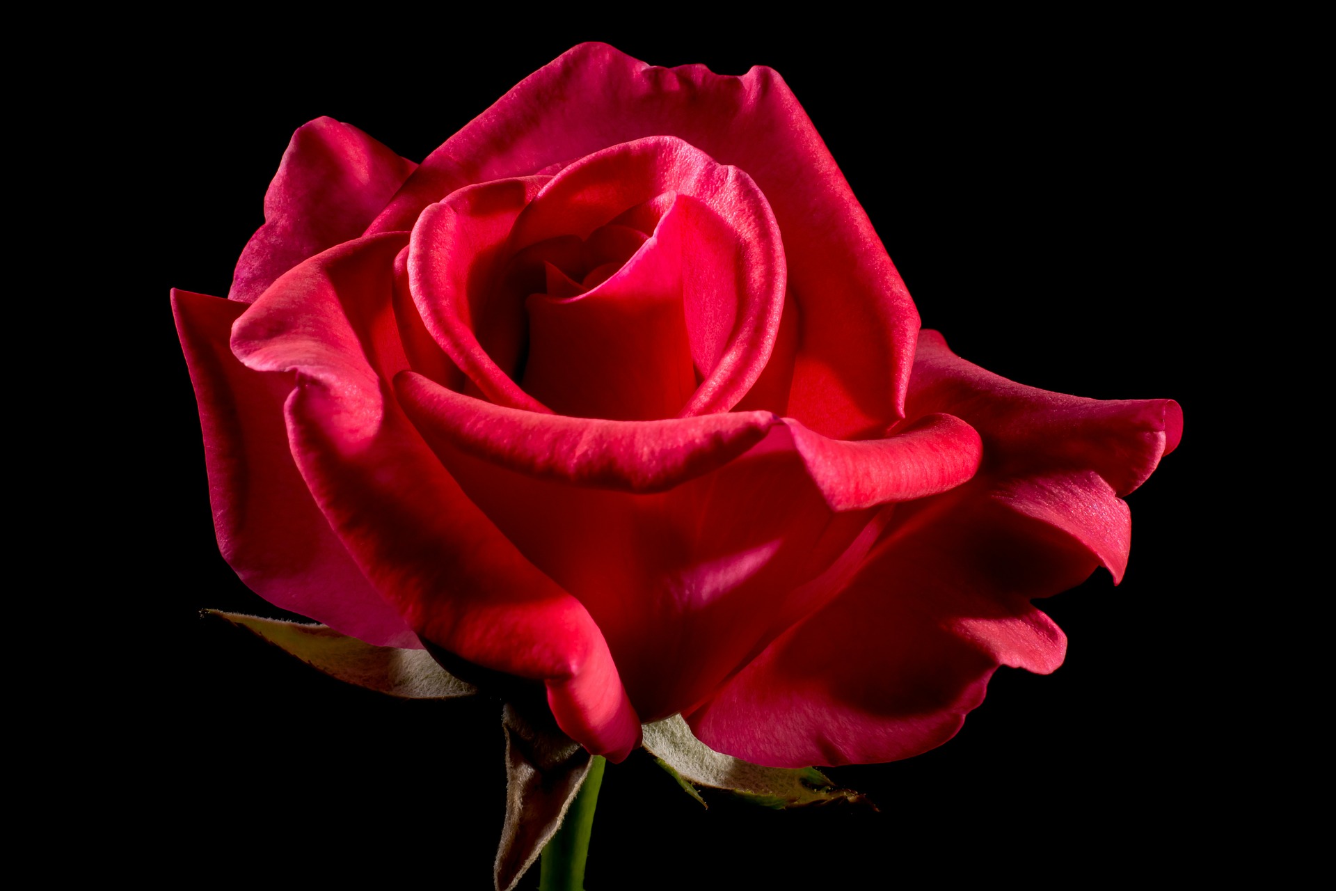red-rose-320891_1920
